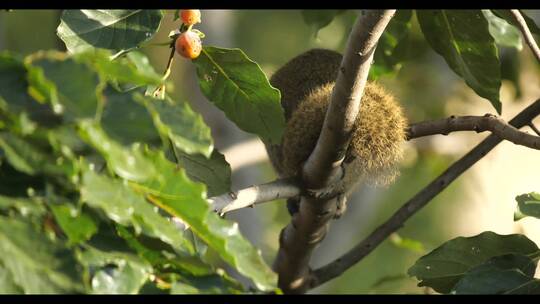 松鼠在树上欢乐的偷吃柿子