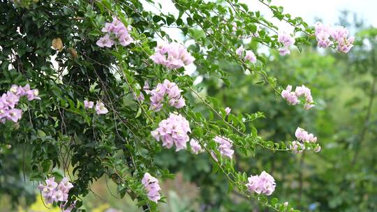 三角梅鲜花花朵微距特写