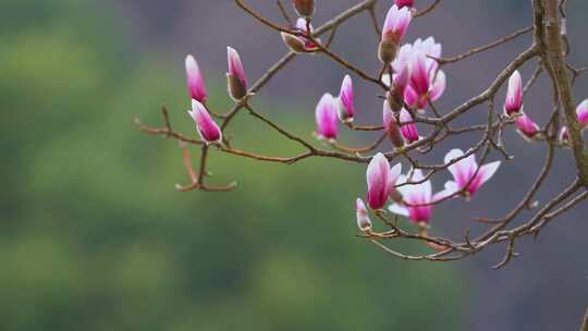 杭州植物园春天天目玉兰