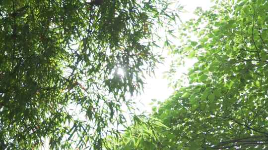 竹林里面的阳光