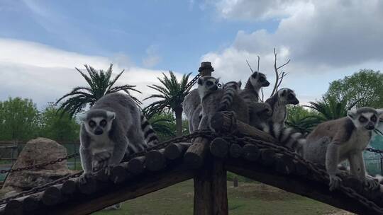 济南动物园环尾狐猴