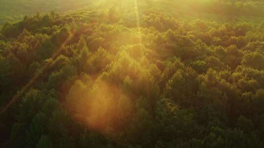 早晨森林阳光丁达尔树林原始森林自然风景