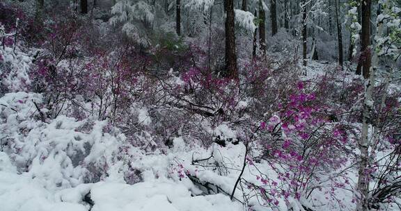 航拍雪压杜鹃（五月末杜鹃花开时普降瑞雪）