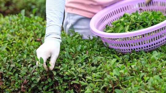 手在茶树间采摘茶叶的劳作画面