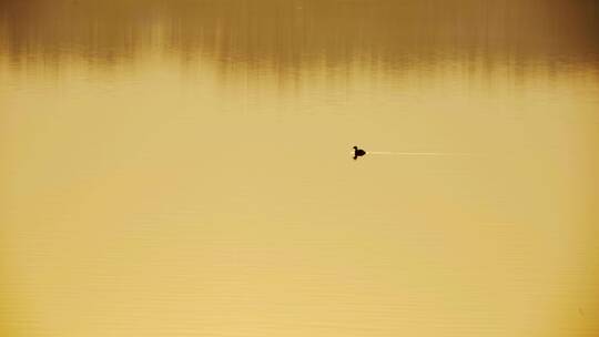 4K夕阳湖水中游泳的鸭子实拍视频