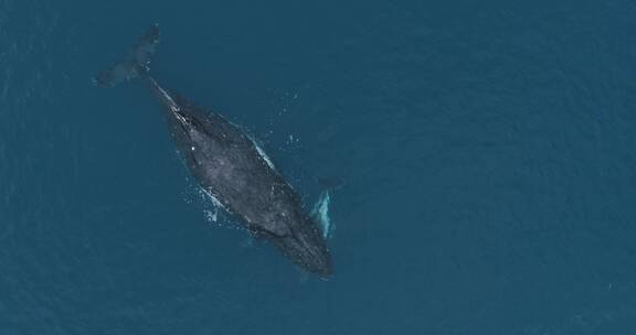 航拍海面鲸鱼