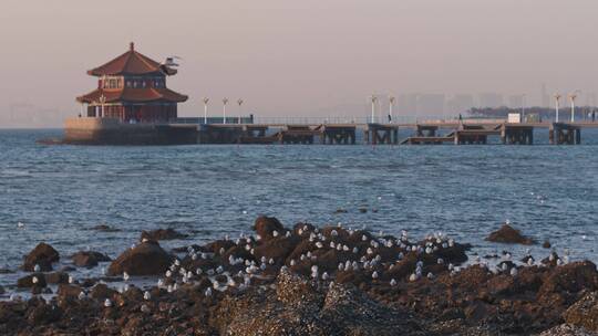 青岛栈桥海鸥视频素材模板下载