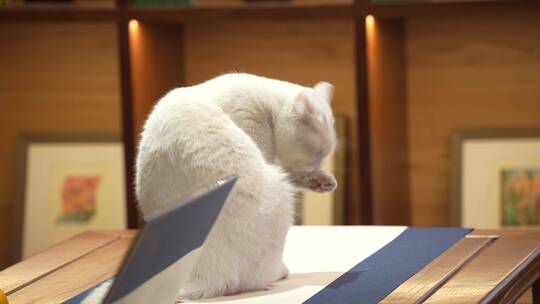 白猫舔爪视频素材模板下载