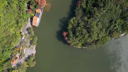 深圳仙湖植物园落羽杉