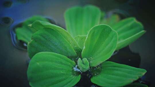 大薸水中绿植池塘春天春雨春意盎然2616