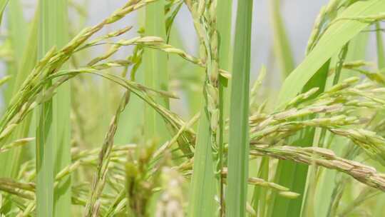绿油油的水稻田地自然风景