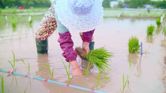 田间芒种插秧农民劳作秧苗淳朴田园