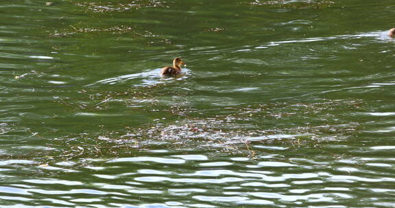 4K 野鸭在水中戏水动物栖息