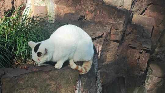 上海曲阳公园里觅食的流浪猫