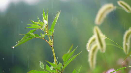 露珠树叶植物下雨滴水珠叶子露水视频素材模板下载