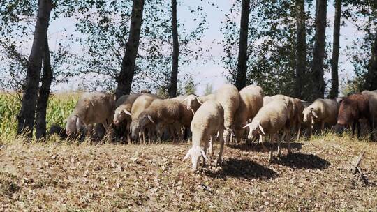 农村畜养羊群视频素材模板下载