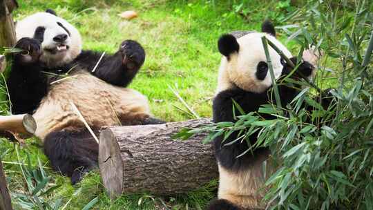 两只只大熊猫在一起吃竹子
