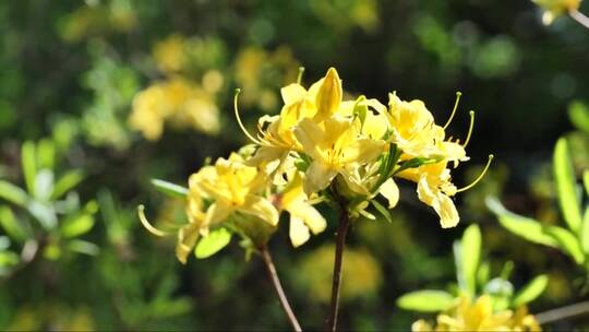 盛开的黄色杜鹃花