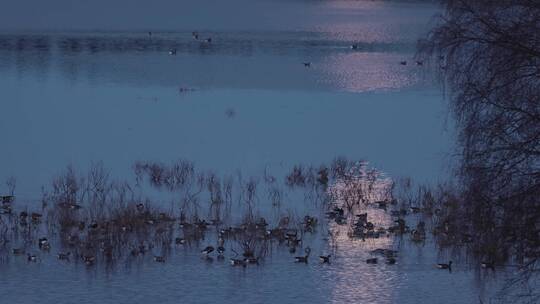 傍晚月光湖面倒影成群水鸟