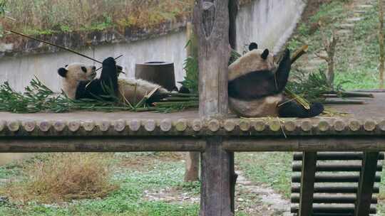 大熊猫熊猫进食吃竹子