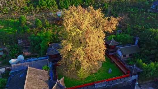 西安古观音禅寺千年银杏树