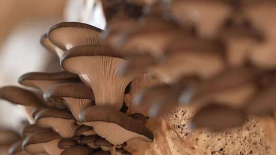 蘑菇采摘 蘑菇工厂