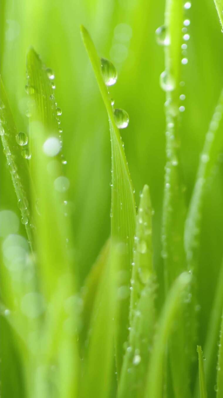 雨水节气竖屏版