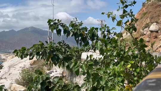 山间带绿叶植物的自然风景