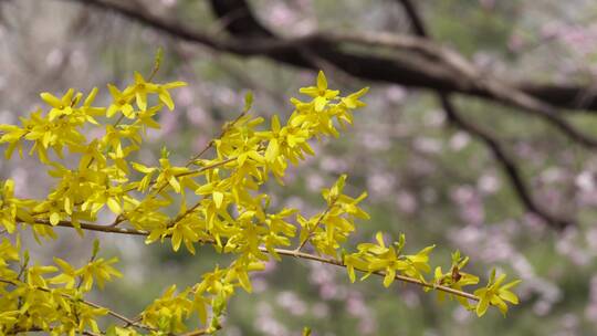 【镜头合集】黄色鲜花迎春花植物园