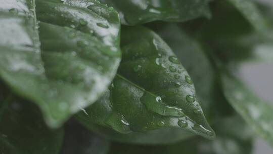 叶子上充满了雨滴视频素材模板下载