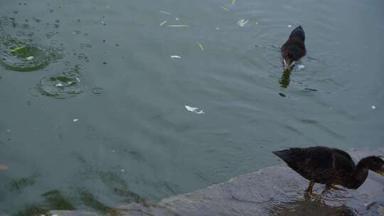 冬天湖上觅食的鸭子