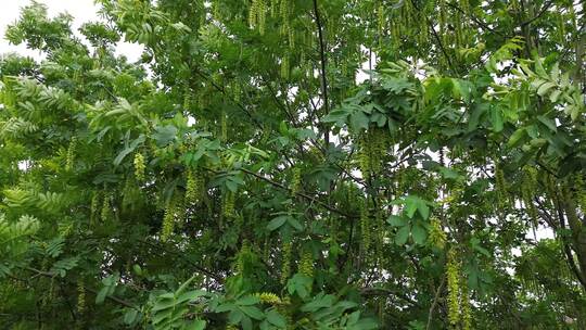 四川乡村植物、榆钱