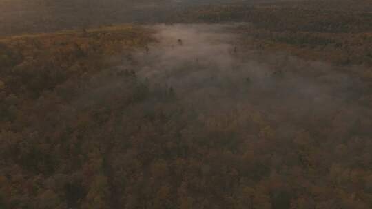 浓雾笼罩的森林视频素材模板下载