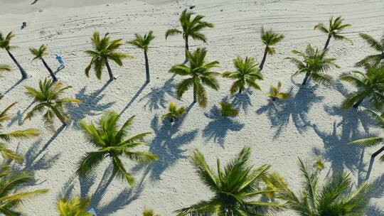 海南椰林阳光沙滩航拍