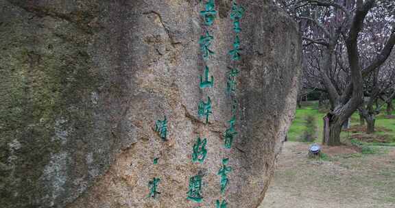 春天赏梅胜地苏州美丽香雪海