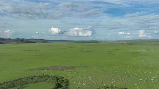 航拍草原牧场羊群视频素材模板下载