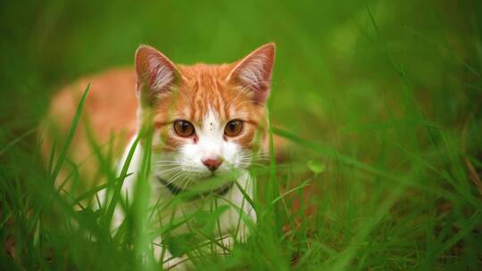 猫咪躲在草丛中