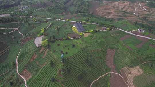 四川春天雅安牛碾坪茶园茶山航拍合集