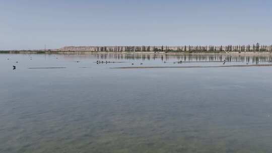 4k航拍黑河湿地水鸟鹤