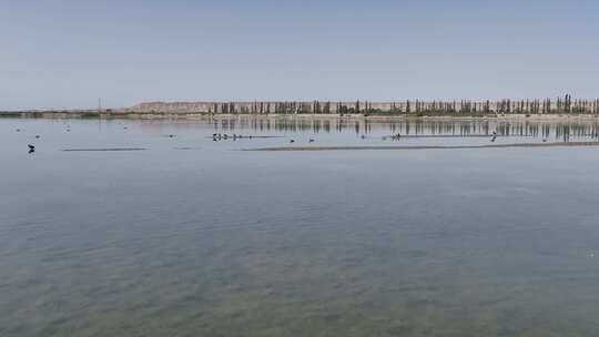 4k航拍黑河湿地水鸟鹤视频素材模板下载