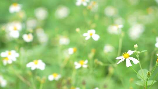 微风中的花丛草丛实拍