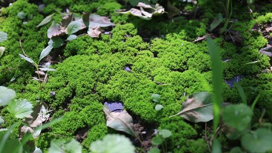 夏季森林里的苔藓和阳光