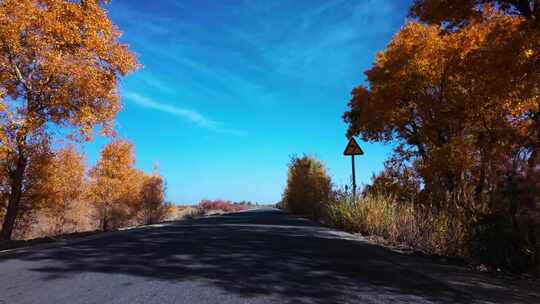 新疆公路胡杨林金秋秋天素材