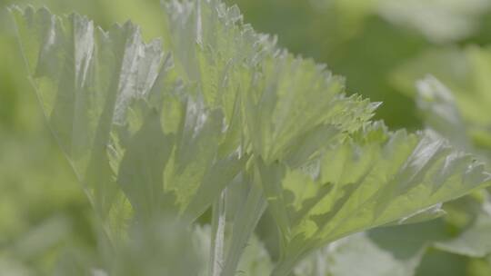 端午节艾蒿中草药艾草LOG素材视频素材模板下载