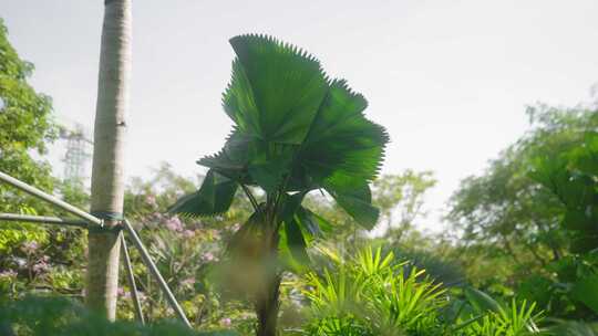 热带园林绿植 绿化 园林 小区绿化