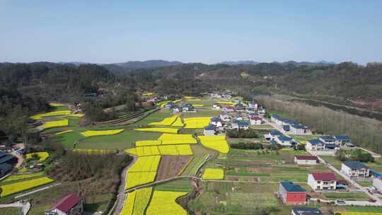 美丽乡村田园油菜花航拍