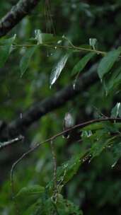 雨中一只鸟栖息在树枝上