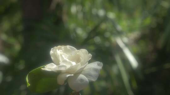 梦幻栀子花 栀子花素材 朦胧梦幻鲜花