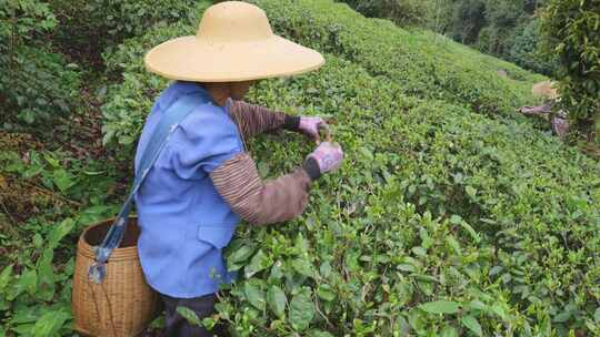 茶园里茶农在采茶叶