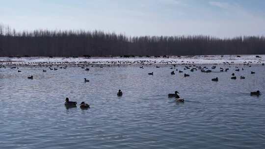 野鸭湖